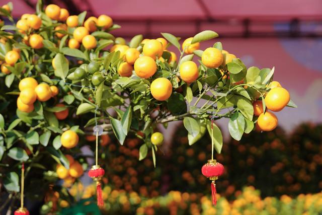 花数量代表的意义，21朵玫瑰花数量代表的含义（今年广州年花量大价优）