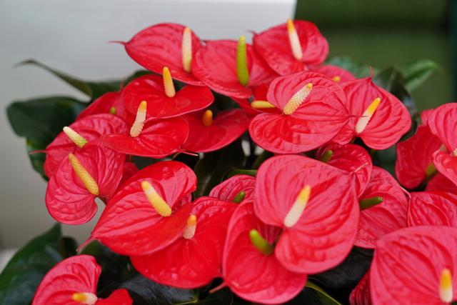 花数量代表的意义，21朵玫瑰花数量代表的含义（今年广州年花量大价优）