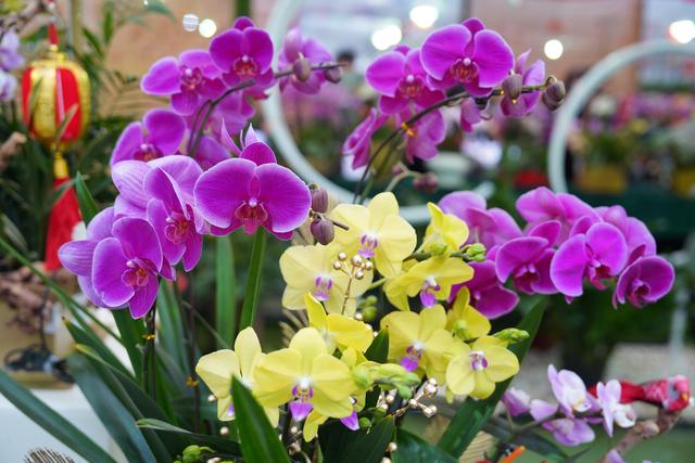 花数量代表的意义，21朵玫瑰花数量代表的含义（今年广州年花量大价优）