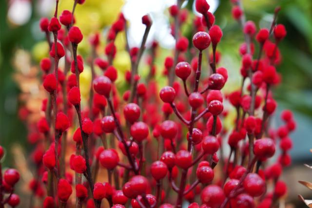 花数量代表的意义，21朵玫瑰花数量代表的含义（今年广州年花量大价优）