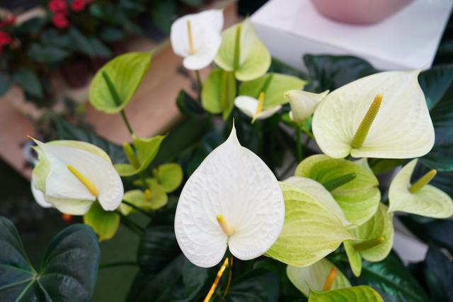 花数量代表的意义，21朵玫瑰花数量代表的含义（今年广州年花量大价优）