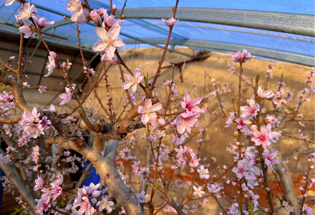 桃花什么时候开，杏花什么时候开（桃花竞相争艳喜迎新春）