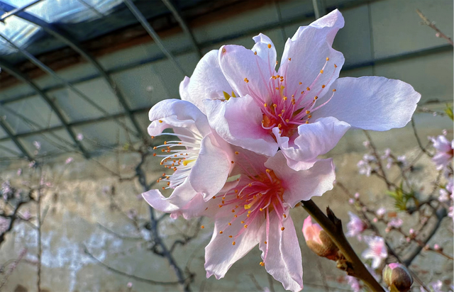 桃花什么时候开，杏花什么时候开（桃花竞相争艳喜迎新春）