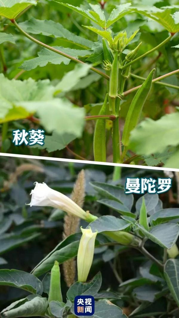 马栗是什么植物，马栗是什么药材（记住它的样子）