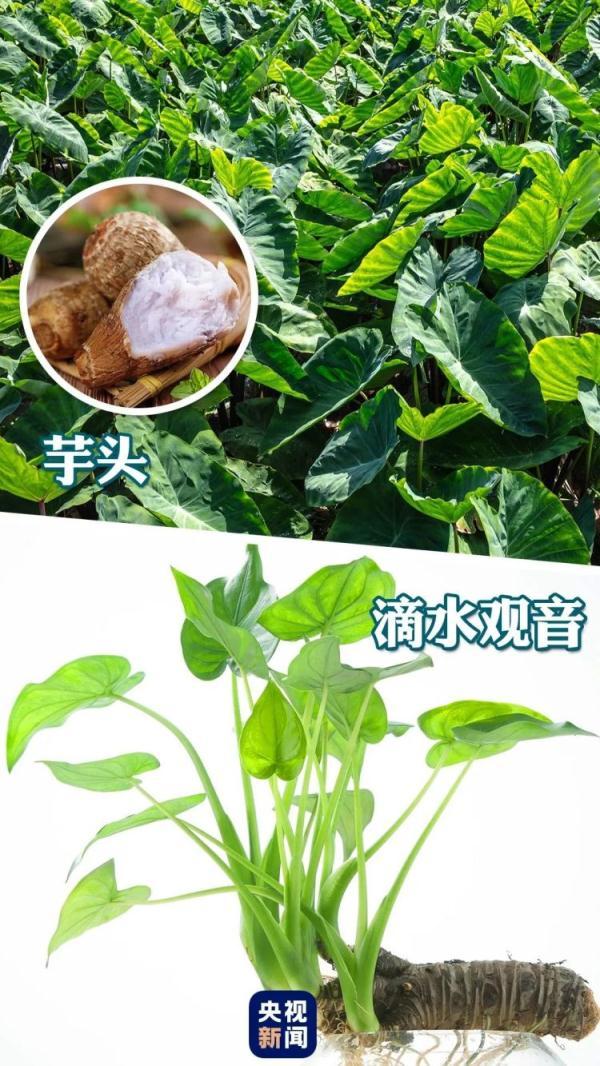 马栗是什么植物，马栗是什么药材（记住它的样子）