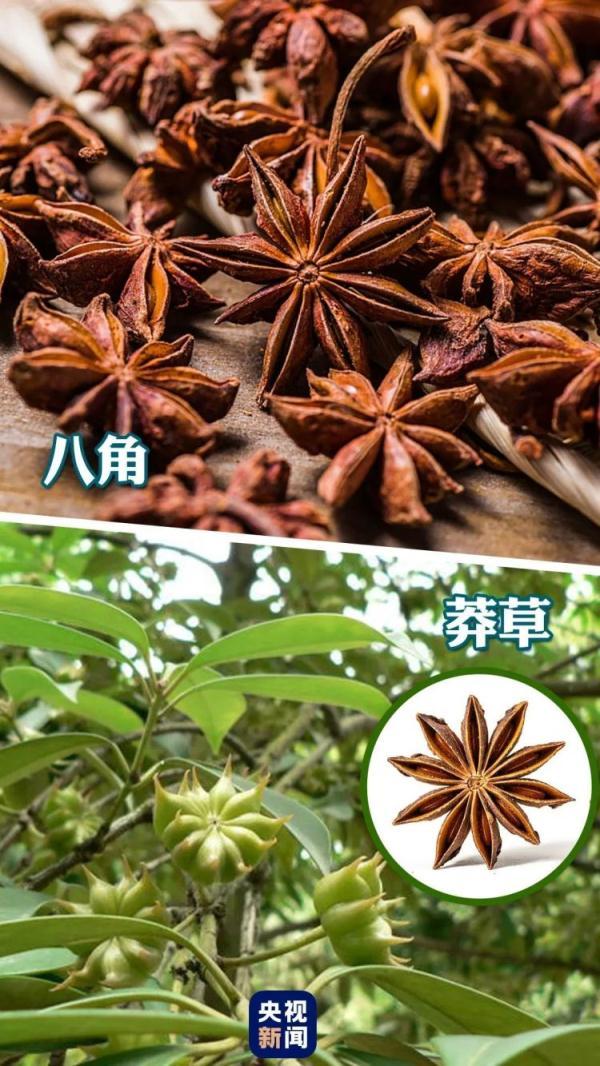 马栗是什么植物，马栗是什么药材（记住它的样子）