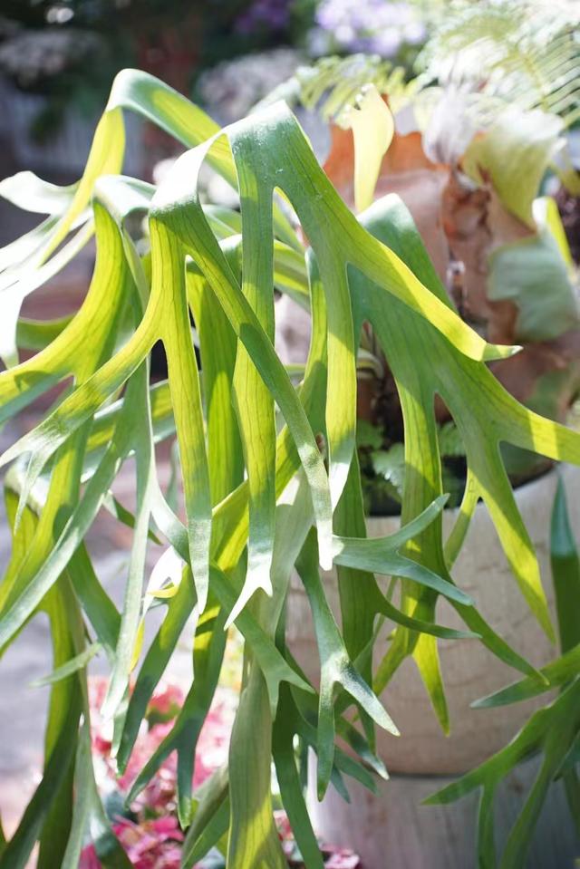 广东适合种什么花，适合广东种植的花卉有哪些（七指蕨、中华水韭、德保苏铁……10种“国保”植物首次亮相广州）