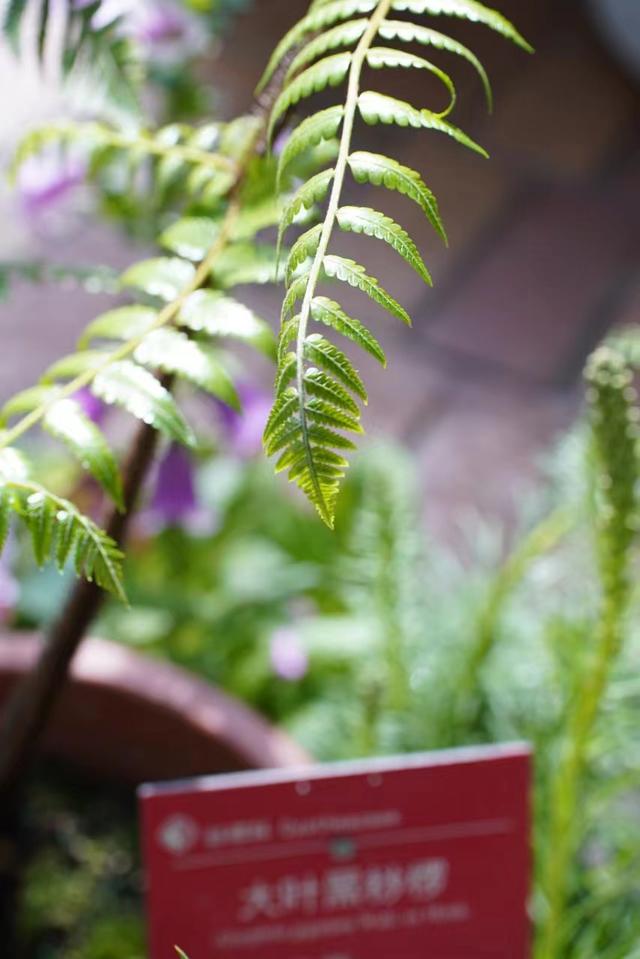 广东适合种什么花，适合广东种植的花卉有哪些（七指蕨、中华水韭、德保苏铁……10种“国保”植物首次亮相广州）