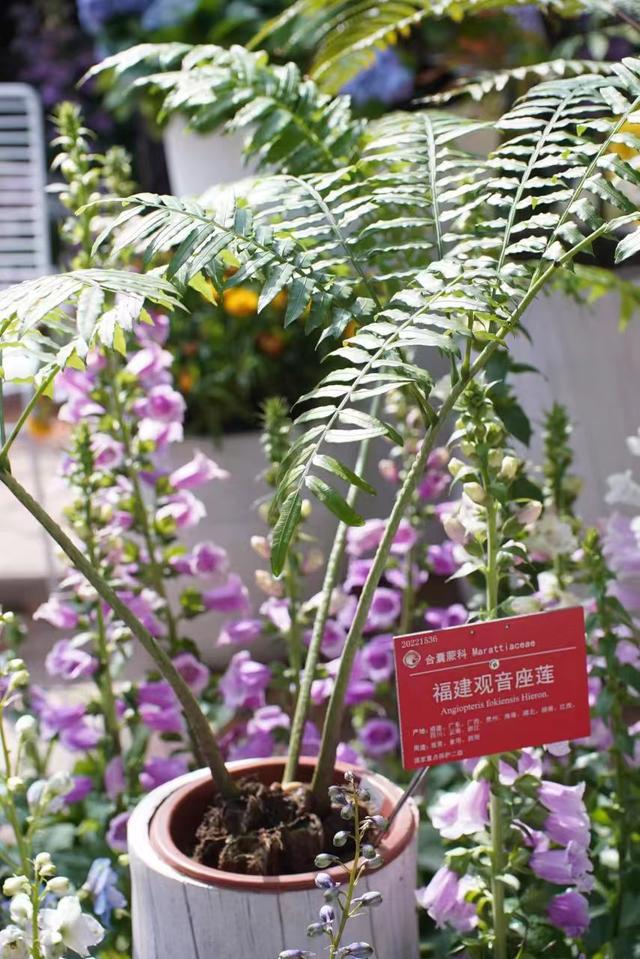 广东适合种什么花，适合广东种植的花卉有哪些（七指蕨、中华水韭、德保苏铁……10种“国保”植物首次亮相广州）