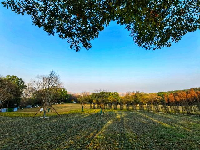 成都市市花是什么，成都市的市花是什么?意义是什么（快来成都市植物园过一个“花”式春节）
