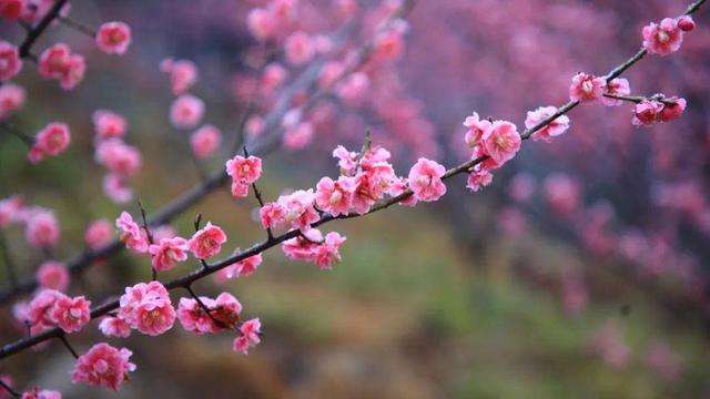 连云港花果山景区，连云港花果山旅游攻略（连云港花果山景区新春活动精彩来袭）