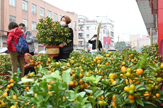结婚纪念日送什么花，30周年结婚纪念日送什么花（谁是年宵花中的“顶流”）