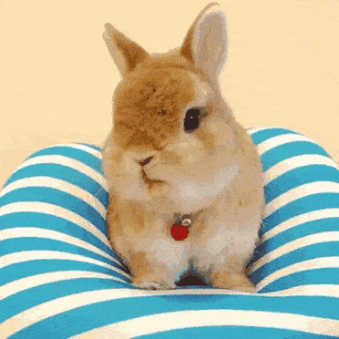 hat是什么意思，hat的中文意思是什么（“兔年”到底是rabbit）