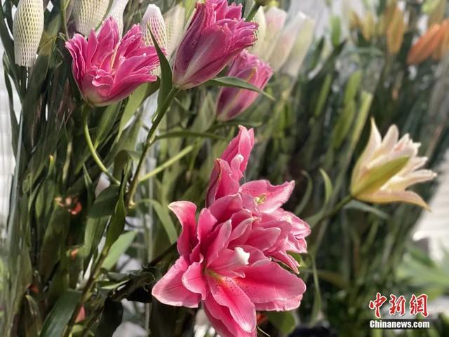 邂逅是什么意思，不期而遇的邂逅是什么意思（这个春节，邂逅一束鲜花的浪漫）