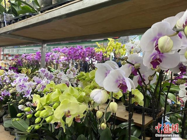 邂逅是什么意思，不期而遇的邂逅是什么意思（这个春节，邂逅一束鲜花的浪漫）