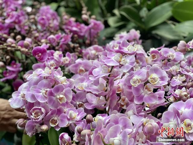 邂逅是什么意思，不期而遇的邂逅是什么意思（这个春节，邂逅一束鲜花的浪漫）