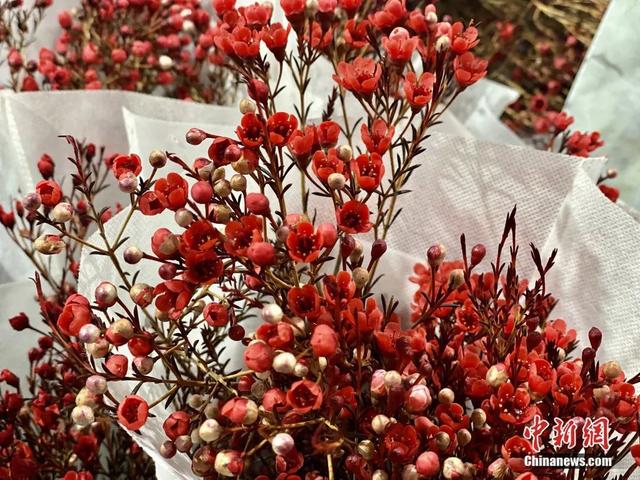 邂逅是什么意思，不期而遇的邂逅是什么意思（这个春节，邂逅一束鲜花的浪漫）