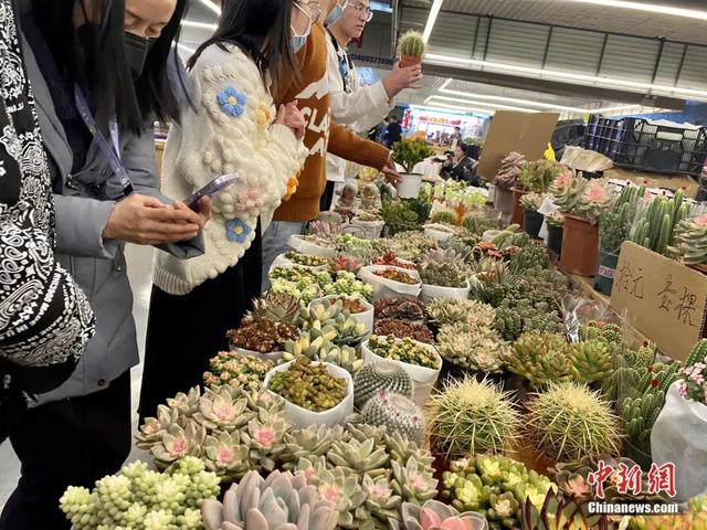 邂逅是什么意思，不期而遇的邂逅是什么意思（这个春节，邂逅一束鲜花的浪漫）