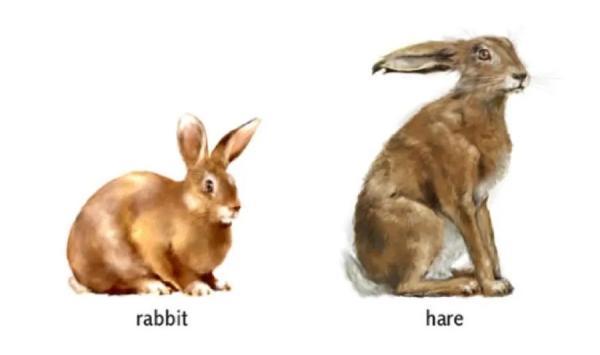 hat是什么意思，hat的中文意思是什么（“兔年”到底是rabbit）