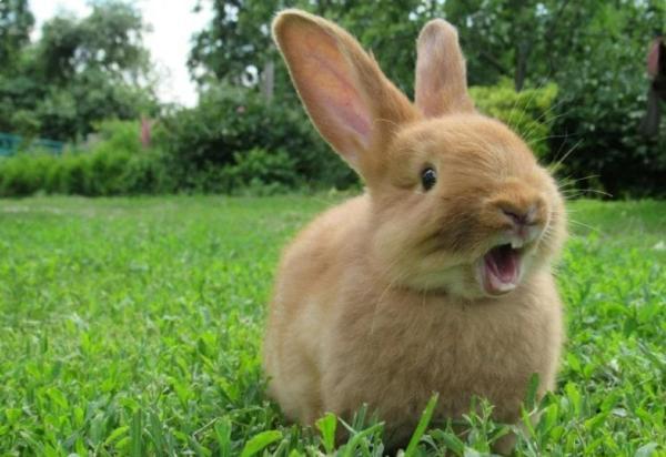hat是什么意思，hat的中文意思是什么（“兔年”到底是rabbit）