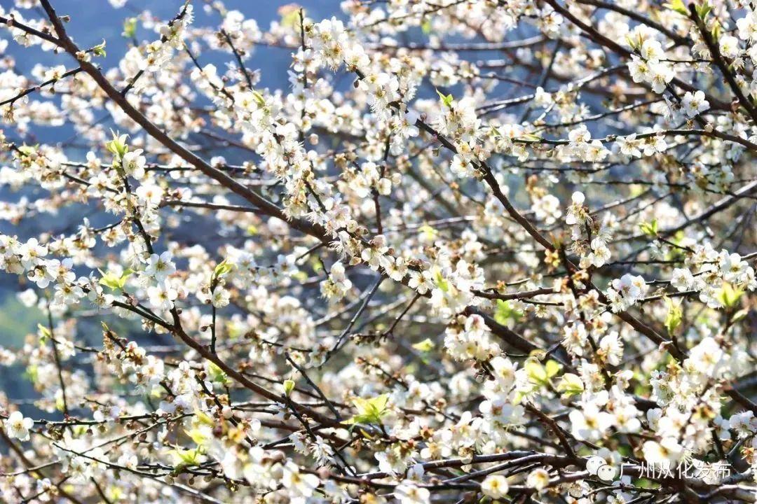 十一长假做什么，国庆节怎么过（赏灯、看烟花、徜徉花海、游园观展……收下广州春节活动超全攻略）