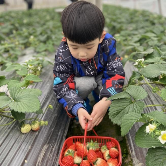 采草莓准备工作及采摘技巧，采草莓的技巧（这份草莓采摘攻略请收好）