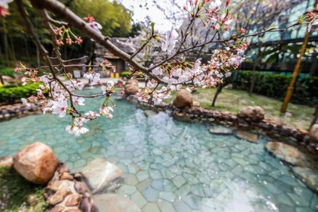 荆州旅游景点大全，荆州旅游景点大全和地理位置（带你解锁春日限定美景）