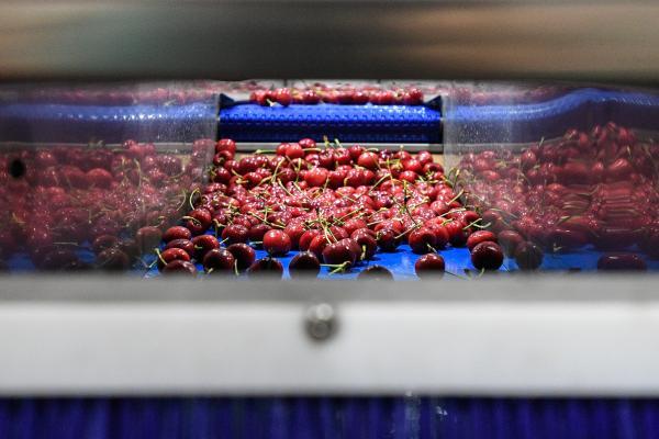 过年送什么水果好，过年买哪些水果好（春节最火的水果有话说）