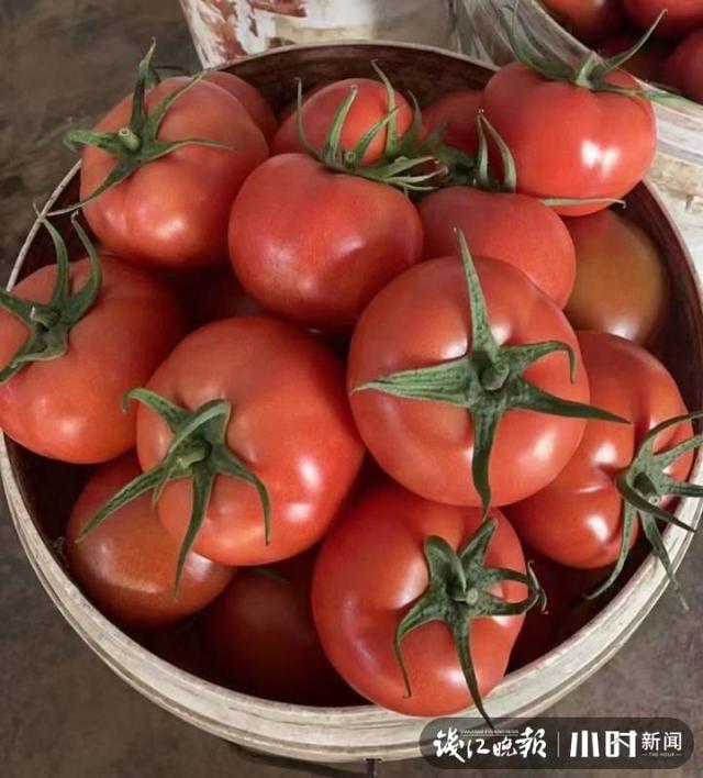 一点红是什么菜，美味好吃的野菜（杭州男子菜市场买到空心、果肉泛青的番茄）