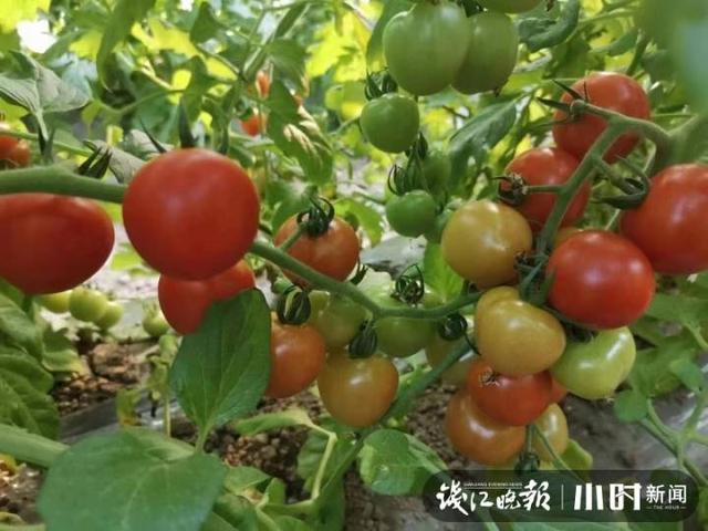 一点红是什么菜，美味好吃的野菜（杭州男子菜市场买到空心、果肉泛青的番茄）