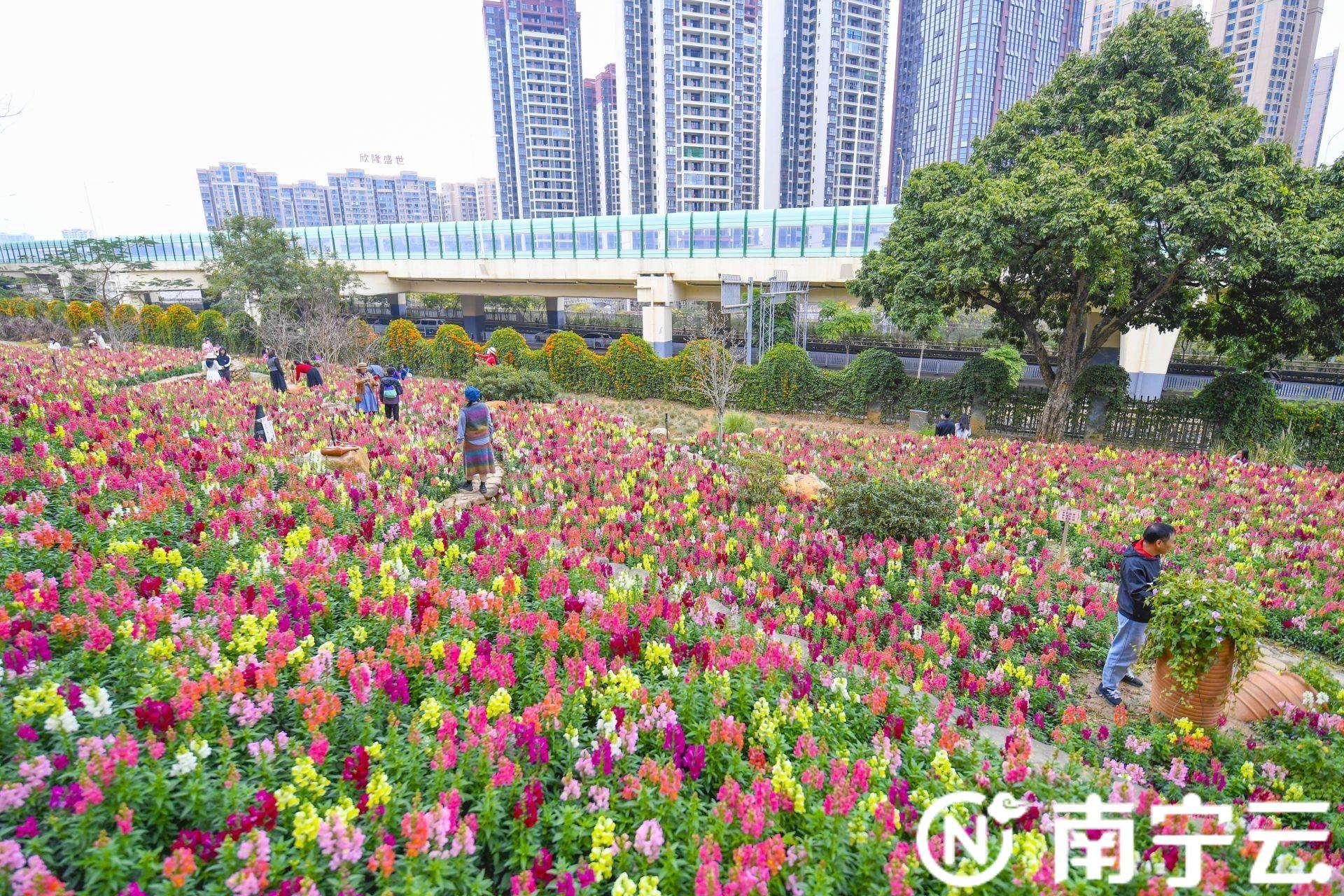 南宁市花是什么花，南宁市花是什么花（南宁市人民公园“花海梯田”花开正艳）