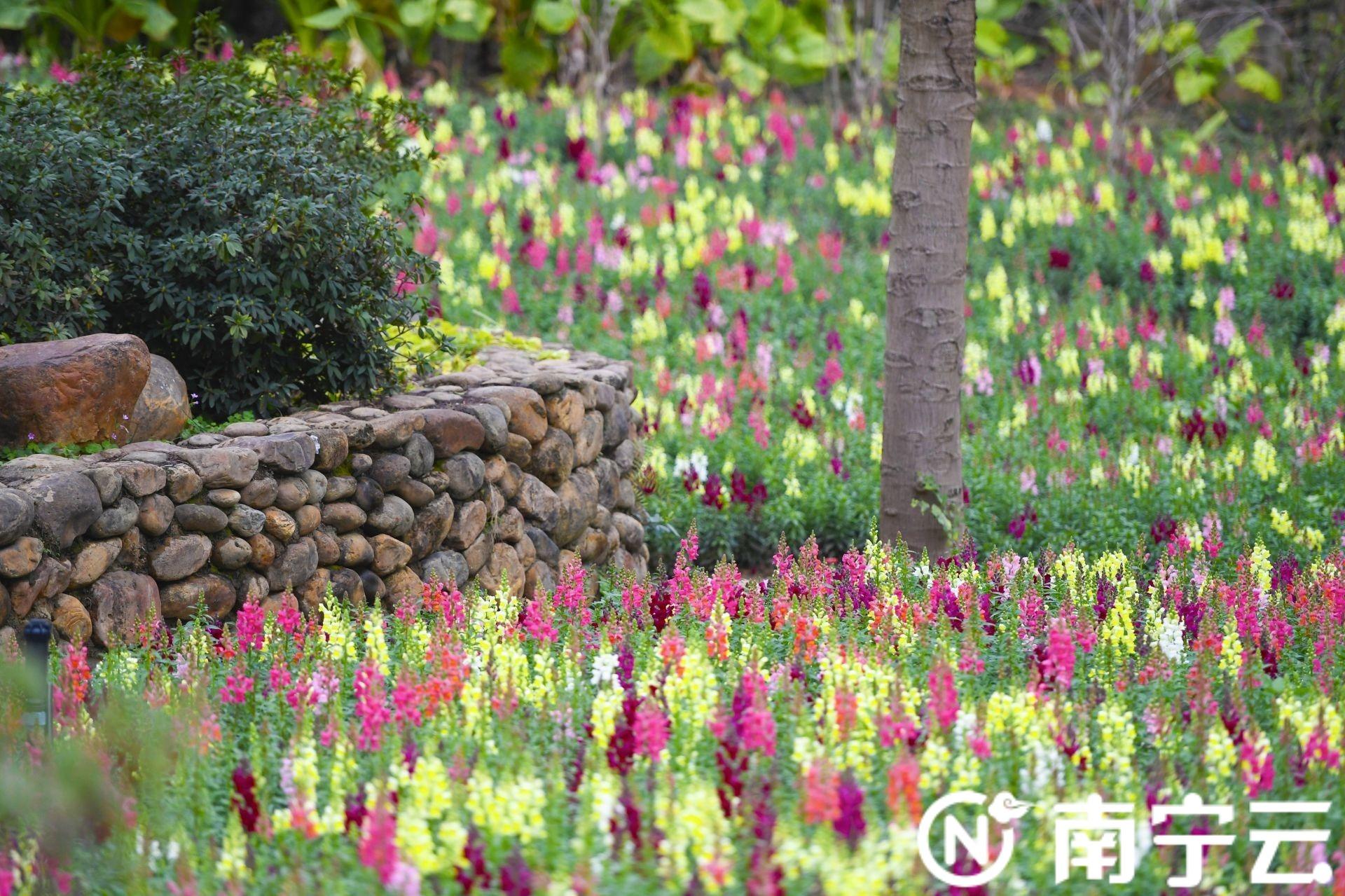 南宁市花是什么花，南宁市花是什么花（南宁市人民公园“花海梯田”花开正艳）