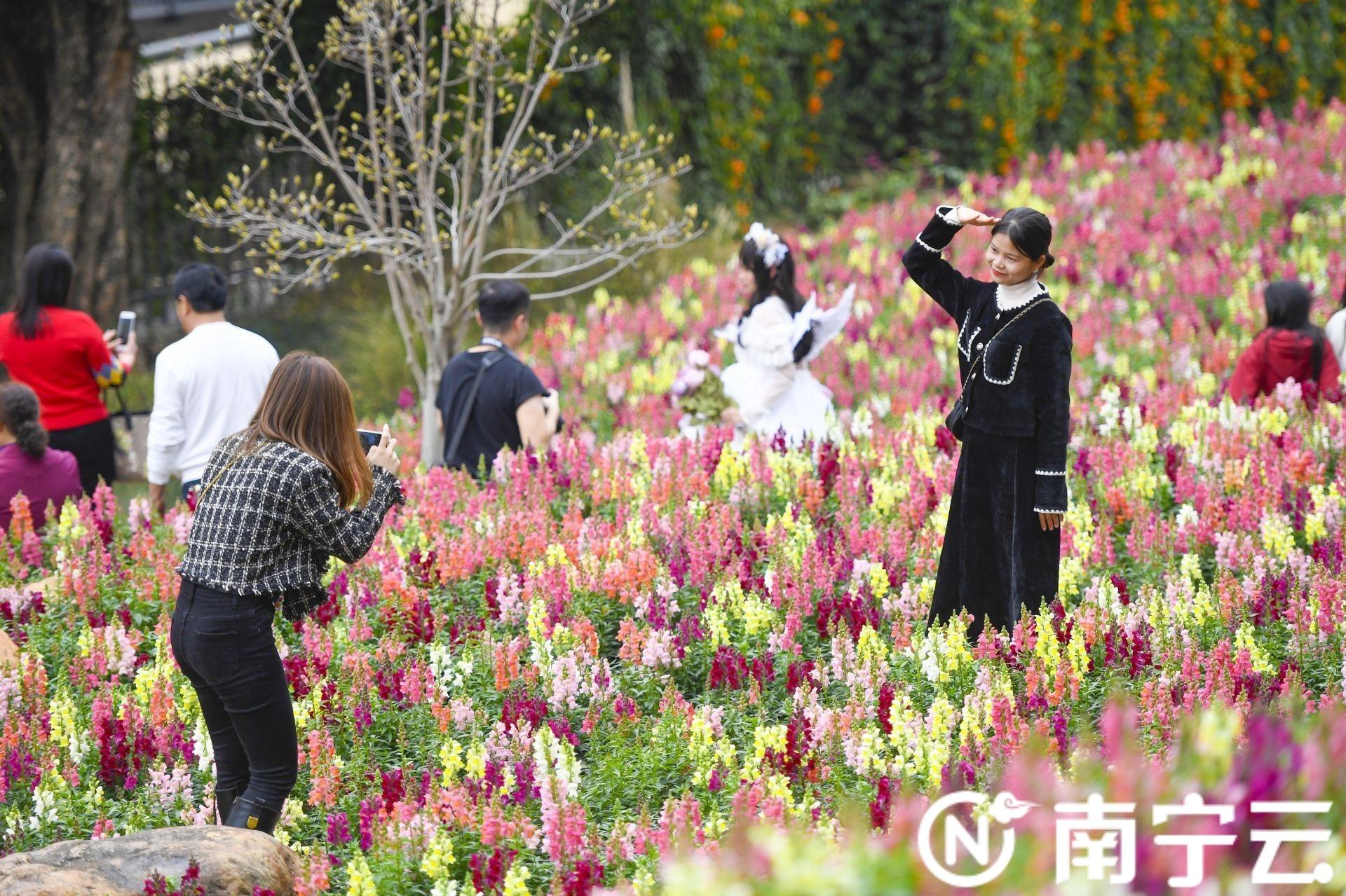 南宁市花是什么花，南宁市花是什么花（南宁市人民公园“花海梯田”花开正艳）