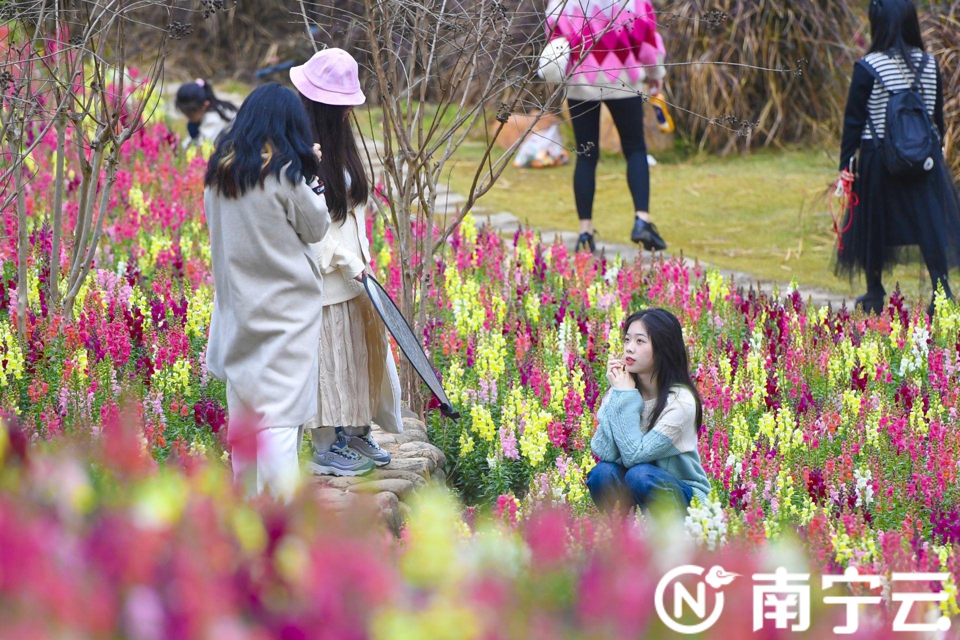 南宁市花是什么花，南宁市花是什么花（南宁市人民公园“花海梯田”花开正艳）