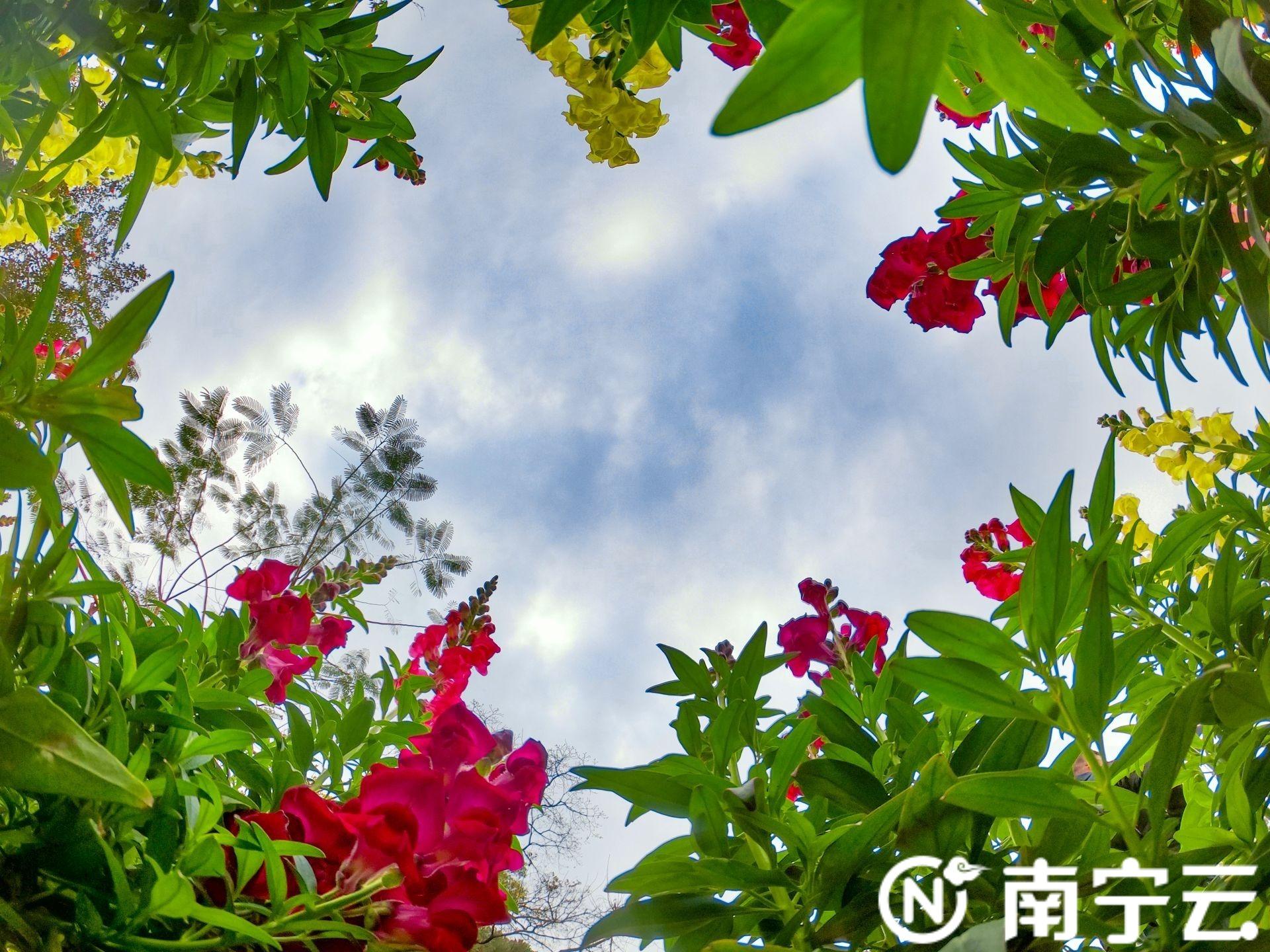 南宁市花是什么花，南宁市花是什么花（南宁市人民公园“花海梯田”花开正艳）