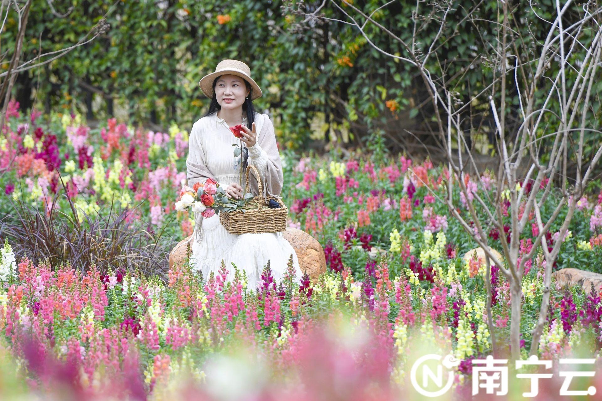 南宁市花是什么花，南宁市花是什么花（南宁市人民公园“花海梯田”花开正艳）