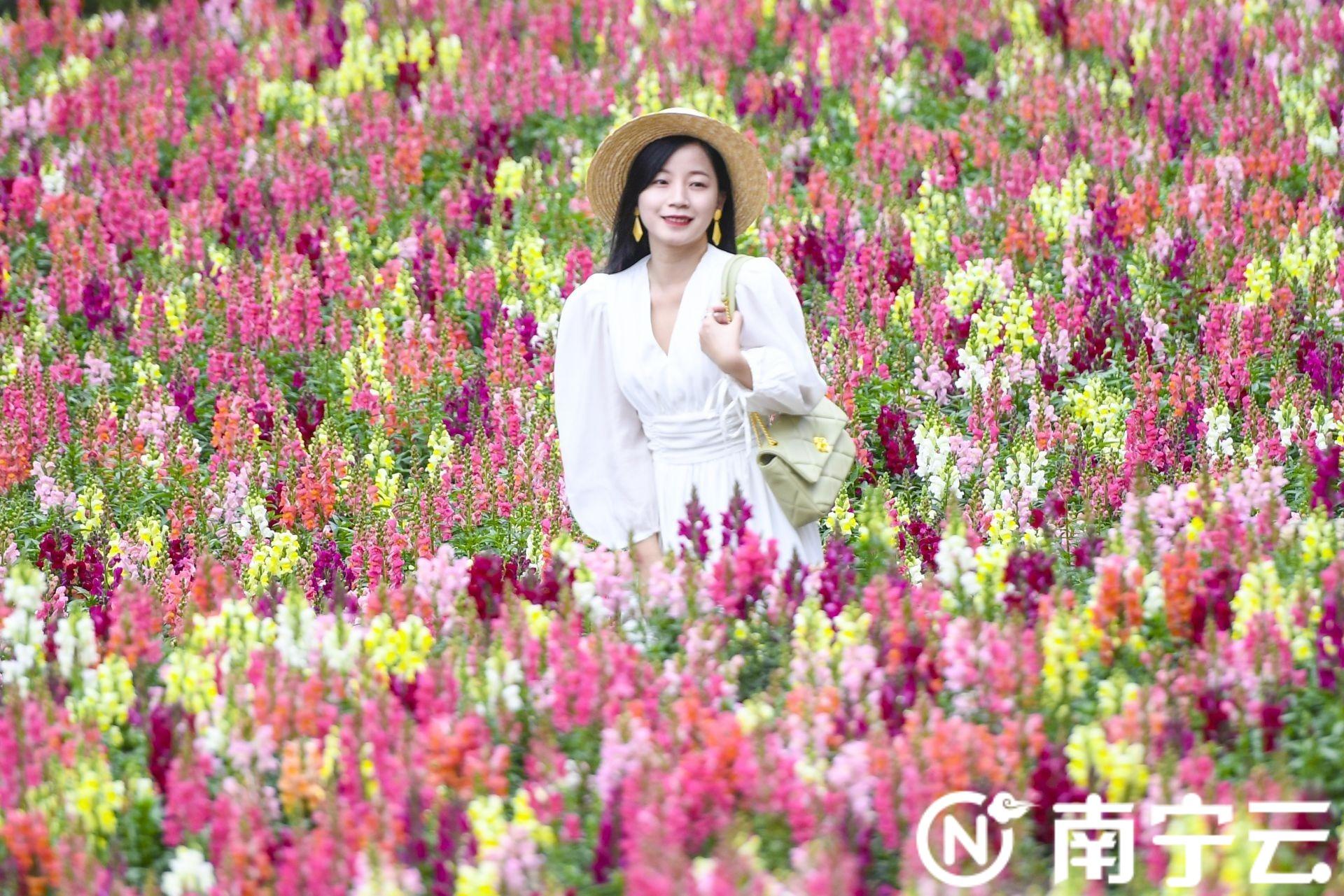 南宁市花是什么花，南宁市花是什么花（南宁市人民公园“花海梯田”花开正艳）