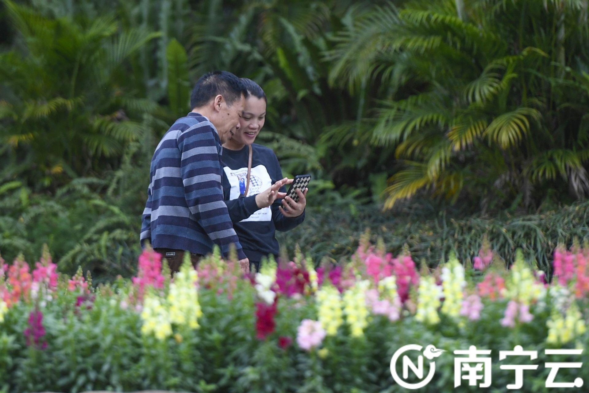 南宁市花是什么花，南宁市花是什么花（南宁市人民公园“花海梯田”花开正艳）