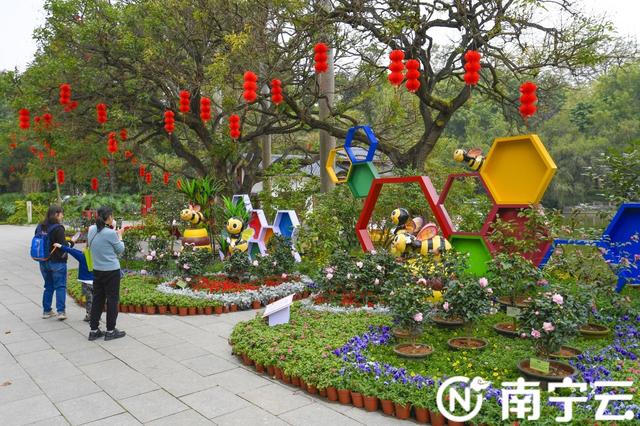 南宁金花茶公园万株茶花绽放 为春日增添生机