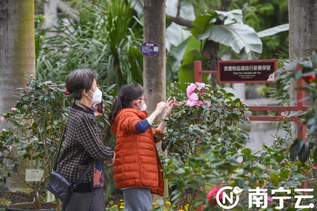 南宁金花茶公园万株茶花绽放 为春日增添生机