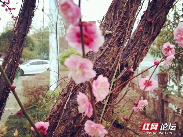 向阳花木早逢春，向阳花木早逢春全诗是什么（腊梅红梅相继开）