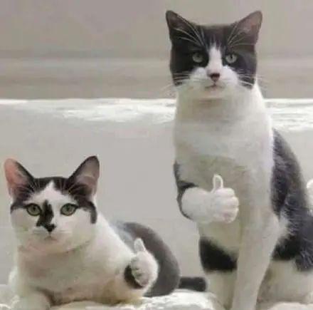 2021年最流行的微信号有哪些，2021年最好的微信号（“微信小号”热搜第一）