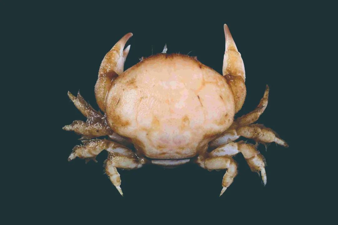 学名包含光滑,肿胀的意思,于是它就被简单粗暴地翻译成了"肥胖秃头蟹"