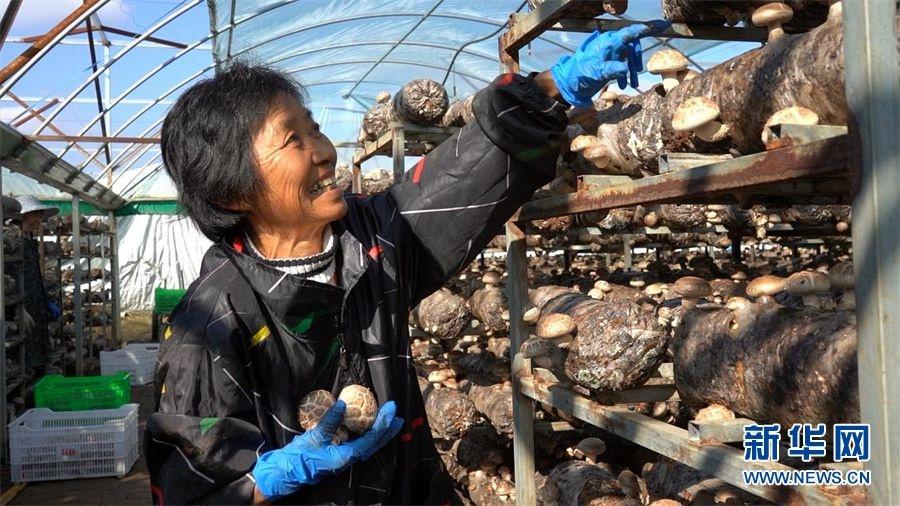 香菇主要产地在哪里，中国香菇最大的产地介绍