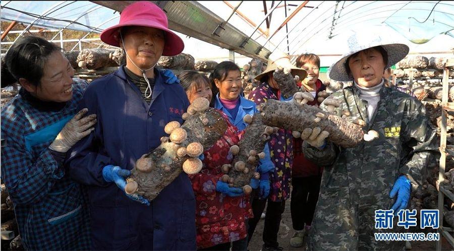 香菇主要产地在哪里，中国香菇最大的产地介绍