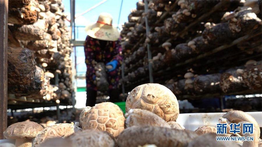 香菇主要产地在哪里，中国香菇最大的产地介绍