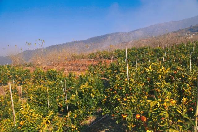 高山适合种植什么水果，高山适合种植什么水果树（新春走基层丨高山满树金黄）