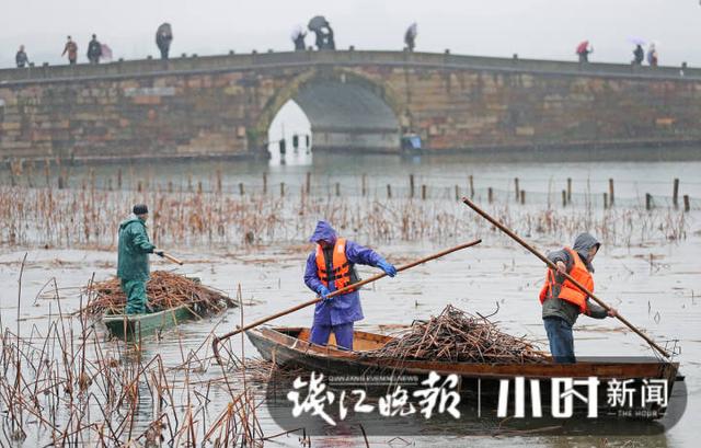 杭州荷花什么时候开，杭州西湖荷花什么时候开放（杭州西湖残荷今起收割）