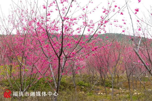 福清旅游必去十大景点，福清市旅游景点有哪些（邂逅粉色的“樱花浪漫”）