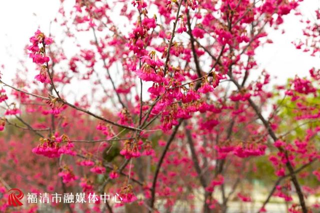 福清旅游必去十大景点，福清市旅游景点有哪些（邂逅粉色的“樱花浪漫”）